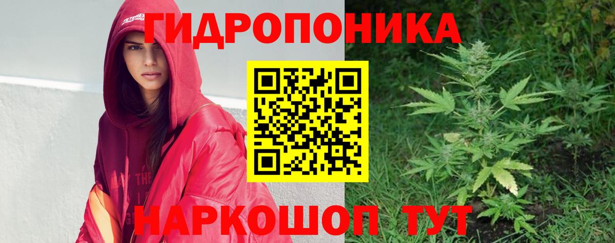 Каннабис планчик  Марихуана VHQ  Марихуана OG Kush  Каннабис сатива  Выборг 